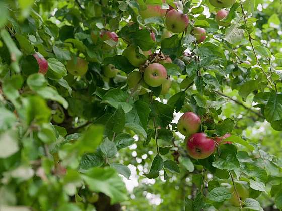 Chytrá výsadba ovocných stromů do předem připravených jam