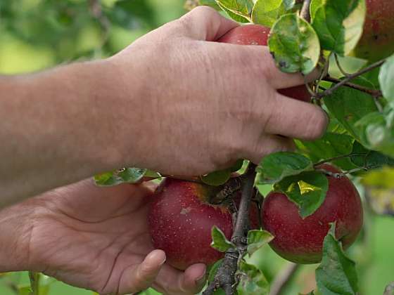 Jablka sušená mrazem