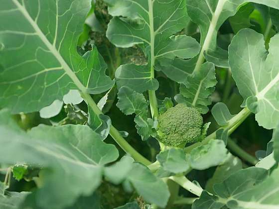 Pěstování brokolice