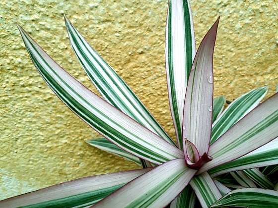 Reo – atraktivní pokojová rostlina několika barev