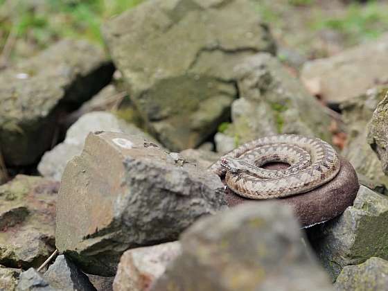 Na svatého Jiří, vylézají hadi a štíři
