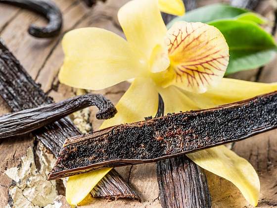 Vanilka pravá – orchidej z rodu Vanilla