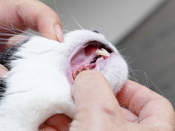 Kontrola dásní a zubů kočky
