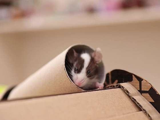 Jak vyrobit myší domeček z kartonu