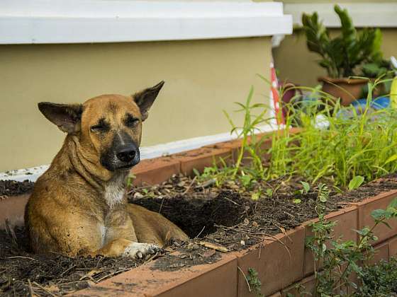 Jak zabránit psovi v hrabání děr na zahradě