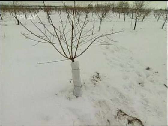 Ochrana stromů před mrazovými deskami