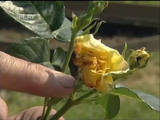 Jak chránit růže proti chorobám a škůdcům