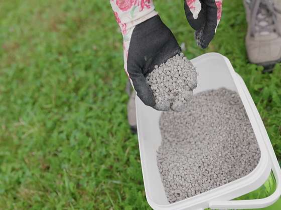 Trávník před zimou