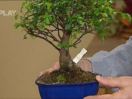 Jak se starat o bonsaje