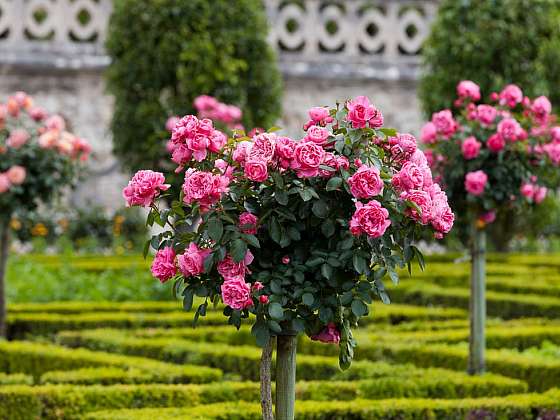 Růže na vysoké noze – okrasa terasy, balkonu i zahrady