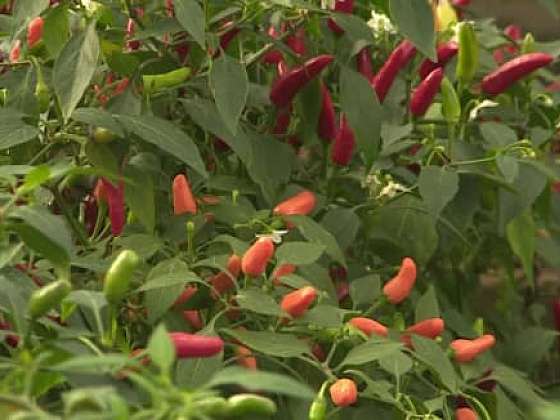 Pěstování a zpracování chilli papriček