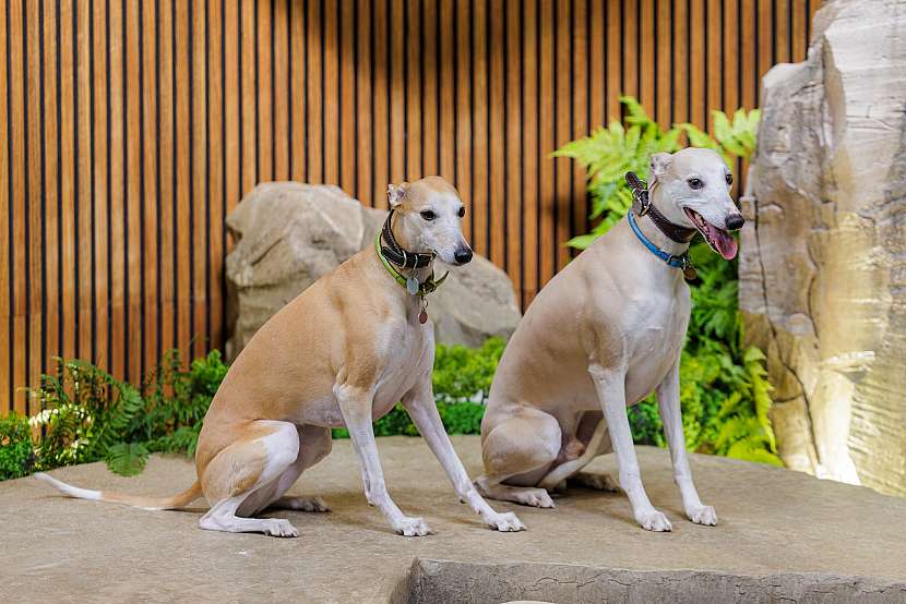 V sobotu 11. 4. mohou návštěvníci veletrhu zdarma navštívit také jednu z největších oblastních výstav psů 