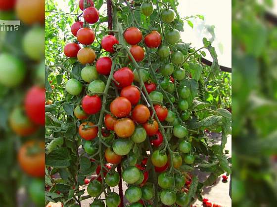 Péče o mladé sazenice rajčat