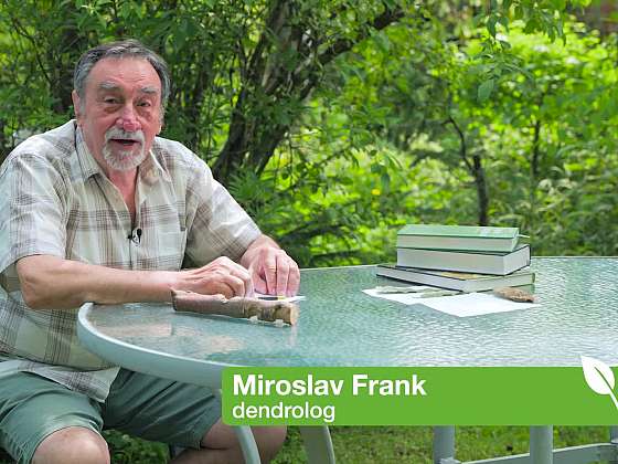 Dendrolog Miroslav Frank