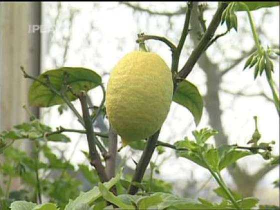 Jak naroubovat citronovník