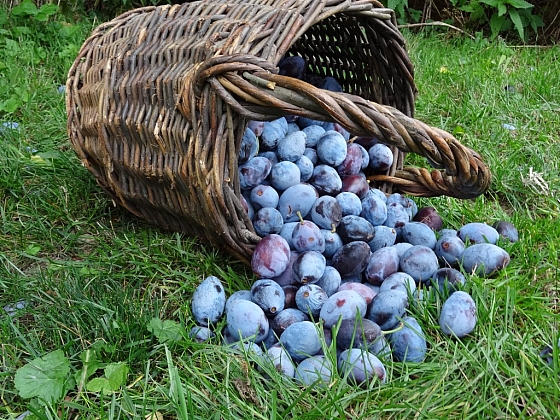 Podzimní úroda a rychlý tip na zpracování