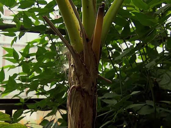 Pěstování banánovníků