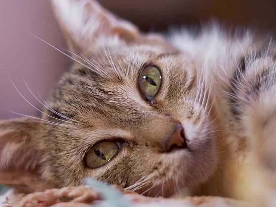 Nejčastější dotazy chovatelů: Kočka mimo toaletu, psí zuby i ochrana koně