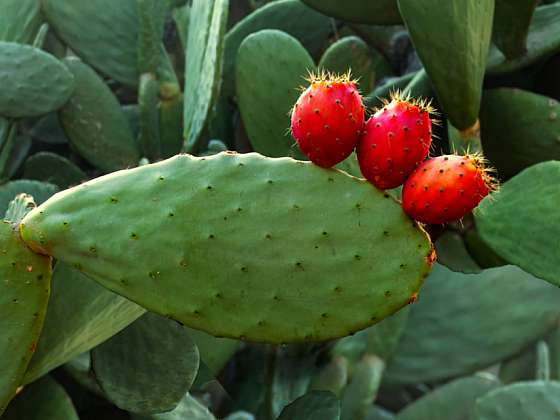 Už jste ochutnali kaktusové fíky?