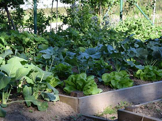 Alternativní způsoby pěstování zeleniny