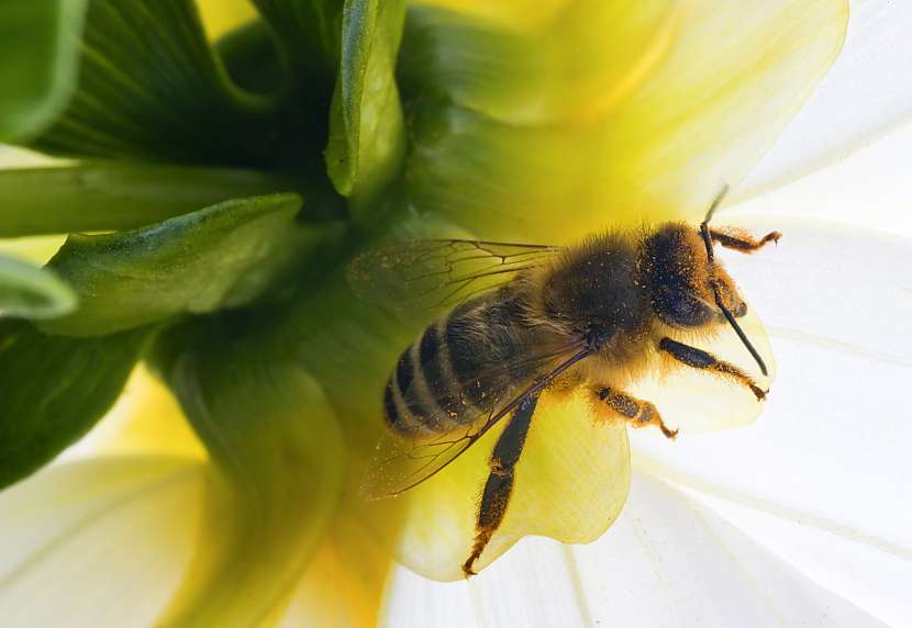 Udělejte dobrý skutek, založením včelího bufetu pomůžete včelám (Zdroj: Depositphotos (https://cz.depositphotos.com))