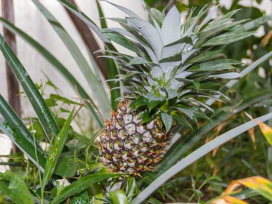 Chcete si vypěstovat domácí ananas?