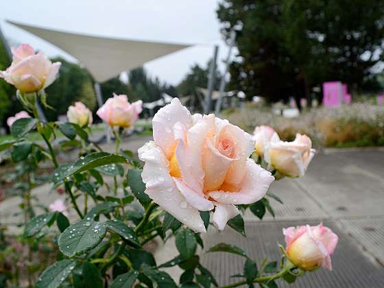 Otevřít článek/video: Výstava růží na Floře Olomouc