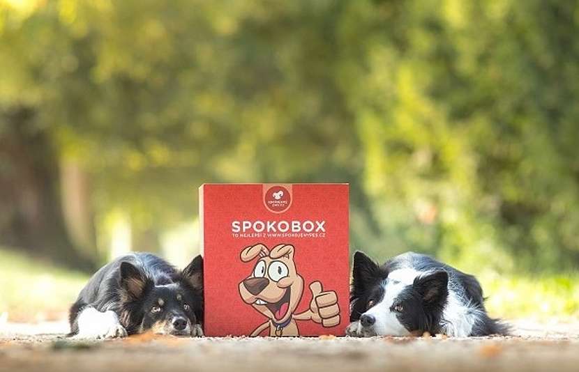 SPOKOBOX je balíček plný psí radosti
