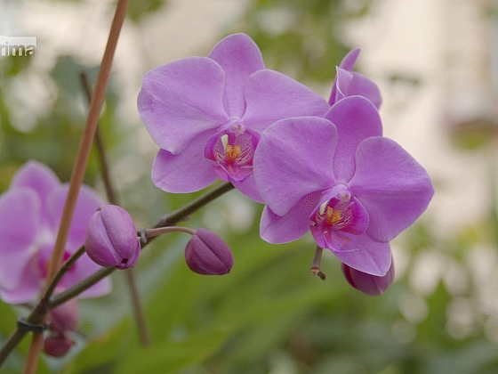 Zahradní poradna Lídy Duškové a Jana Kopřivy vám poradí, jak se postarat o orchideje a bylinky