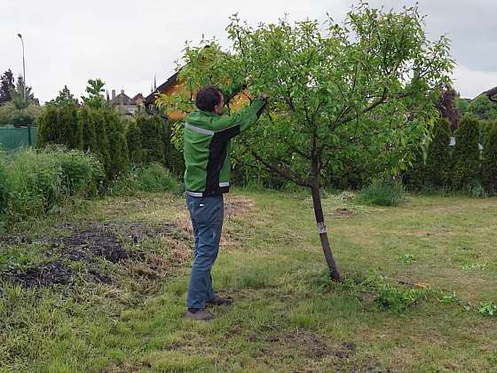 Proč v létě řezat ovocné stromy?