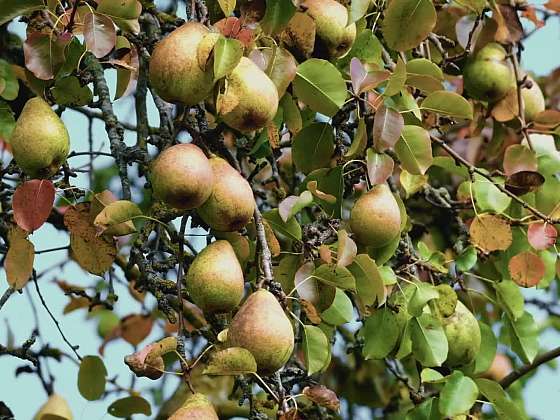 Chytré projektování výsadby
