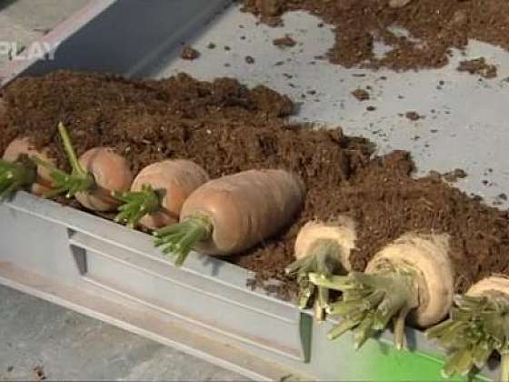 Jak skladovat kořenovou zeleninu