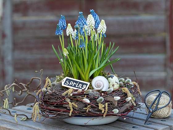 Dekorace z hyacintů a modřenců přinesou jaro do vaší zahrady i k vám domů