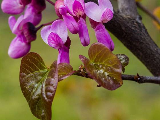 Zmarlika – listnatý keř, který svým květem i listem rozzáří celou zahradu