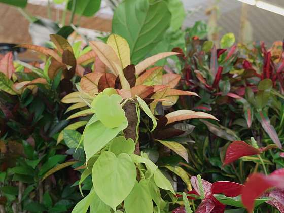 Péče o pokojové rostliny  