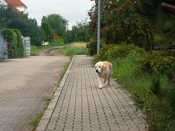 Pes na procházce