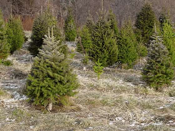 Co znamená udržitelný vánoční stromek?