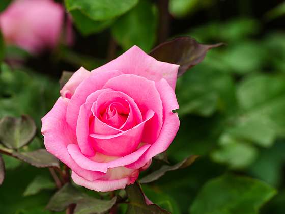 otevřít: Růže patří do každé zahrady. Ale jak se o ně postarat, aby vydržely a kvetly?