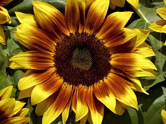 Pěstování různě barevných slunečnic