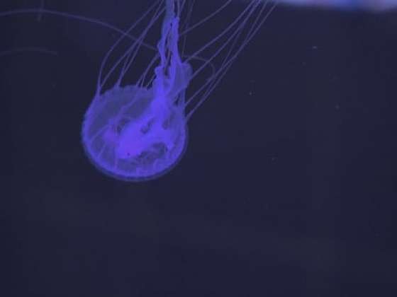 Chov medúz
