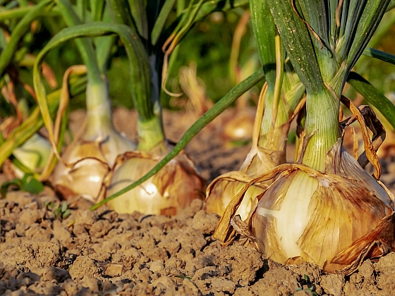 Cibuli si můžete vypěstovat buď ze sazečky, nebo ze semen