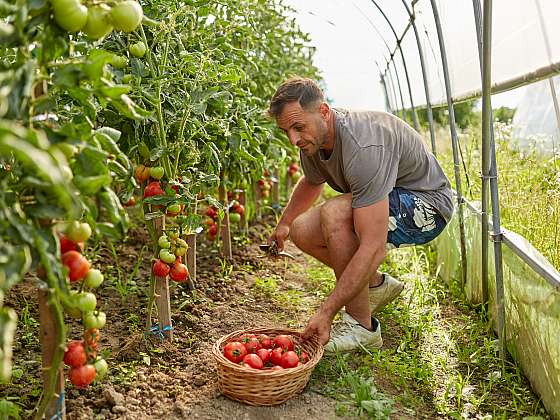 Zelenina s dlouhou vegetační dobou