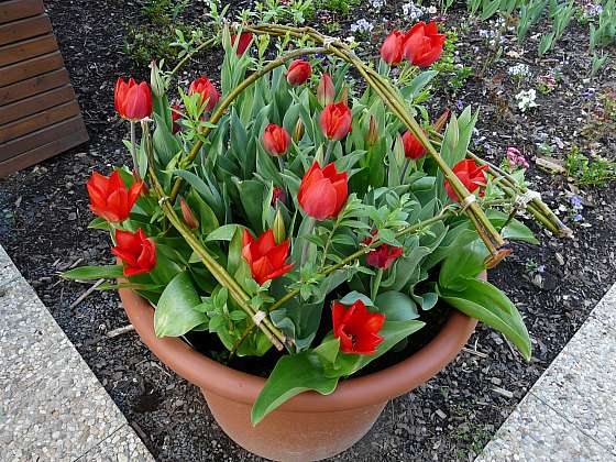 Skalkové tulipány – ozdoba jarních záhonů