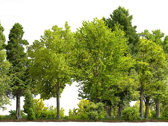 Význam dřevin v krajině a zahradě aneb Proč potřebujeme stromy