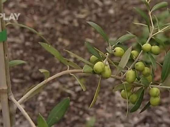 Zdravé účinky oliv