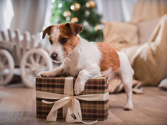 Otevřít článek/video: Vyhrajte vánoční Spokobox – krabici plnou překvapení pro vašeho psího parťáka!