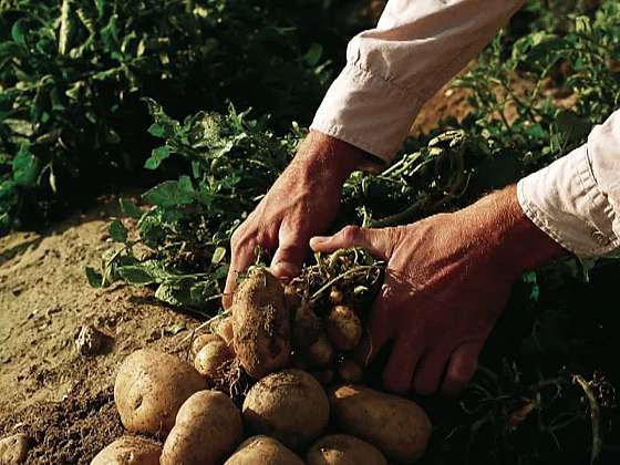 Jak vysazovat brambory