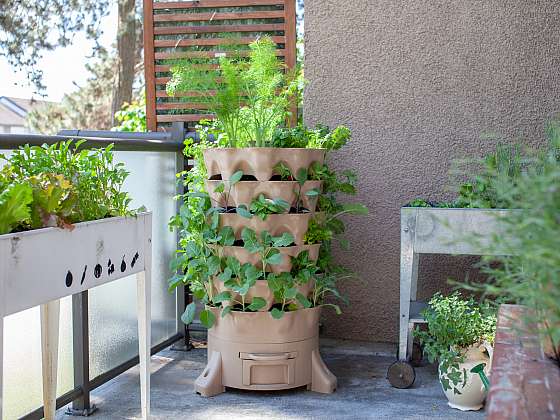 Jak osázet balkon podle světových stran: Jedlá zahrada v květináčích