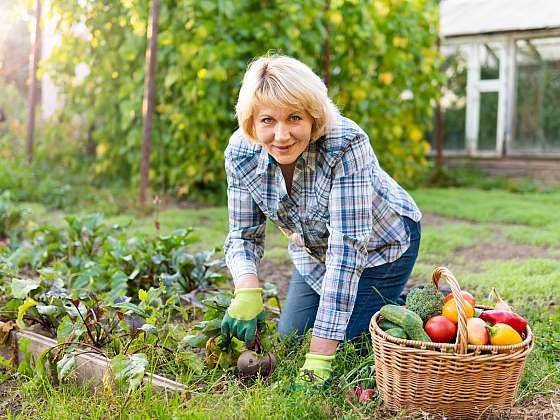 Výsevem následné plodiny prospějete úrodě i zdraví vaší zahrady