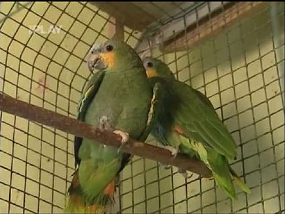 Rady pro chovatele papoušků